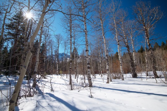 Winter Perspective, Taylor Creek